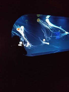 サンシャイン水族館に投稿された画像（2020/8/31）