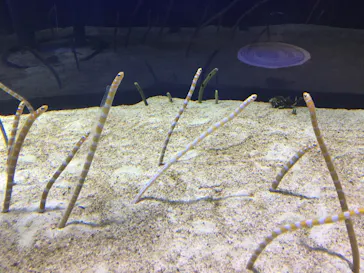 すみだ水族館に投稿された画像（2020/8/31）