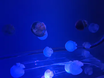 すみだ水族館に投稿された画像（2020/8/31）