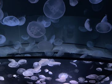 サンシャイン水族館に投稿された画像（2020/8/31）