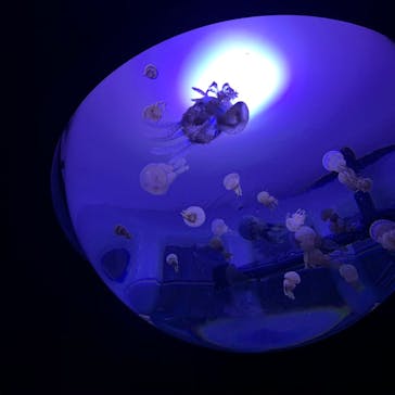 サンシャイン水族館に投稿された画像（2020/8/31）