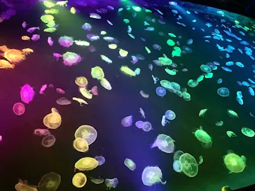 すみだ水族館に投稿された画像（2020/8/31）