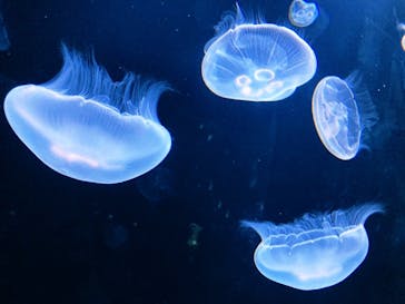 サンシャイン水族館に投稿された画像（2020/8/31）