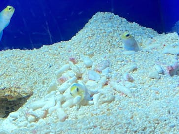 サンシャイン水族館に投稿された画像（2020/8/31）