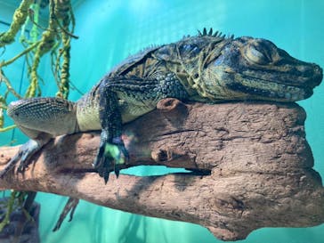 サンシャイン水族館に投稿された画像（2020/8/31）