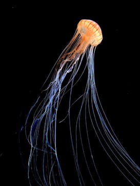 サンシャイン水族館に投稿された画像（2020/8/31）