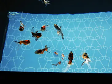 すみだ水族館に投稿された画像（2020/8/31）