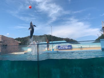 下田海中水族館に投稿された画像（2020/8/31）