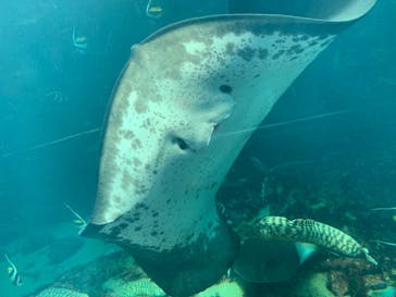 下田海中水族館に投稿された画像（2020/8/31）