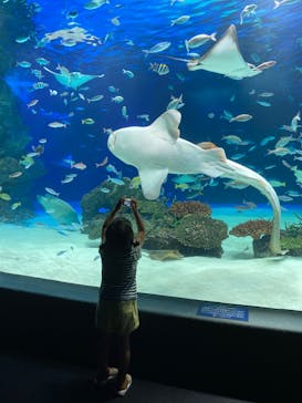 サンシャイン水族館に投稿された画像（2020/9/1）