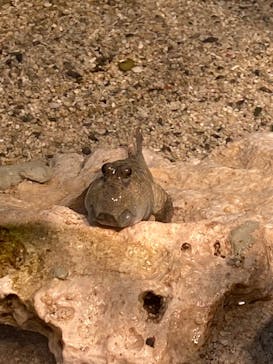 サンシャイン水族館に投稿された画像（2020/9/1）