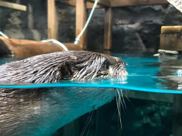 アクアワールド茨城県大洗水族館に投稿された画像（2020/9/1）