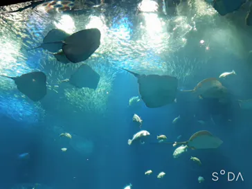 アクアワールド茨城県大洗水族館に投稿された画像（2020/9/1）