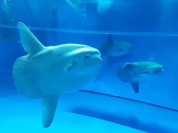 アクアワールド茨城県大洗水族館に投稿された画像（2020/9/1）