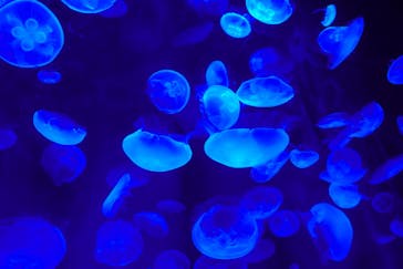 サンシャイン水族館に投稿された画像（2020/9/1）