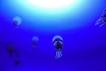 サンシャイン水族館に投稿された画像（2020/9/1）