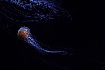 サンシャイン水族館に投稿された画像（2020/9/1）