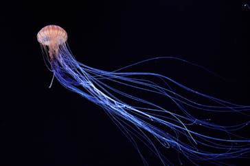 サンシャイン水族館に投稿された画像（2020/9/1）