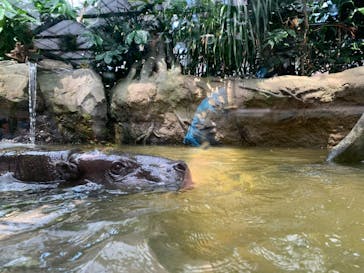 神戸どうぶつ王国に投稿された画像（2020/9/1）