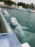 横浜・八景島シーパラダイスに投稿された画像（2020/9/1）