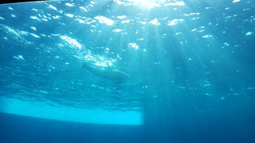 四国水族館に投稿された画像（2020/9/1）