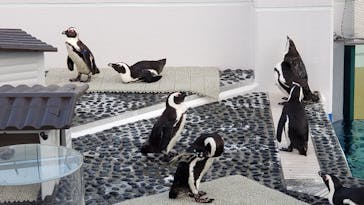 四国水族館に投稿された画像（2020/9/1）