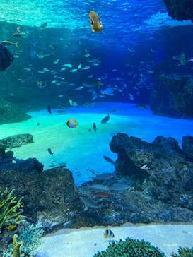 サンシャイン水族館に投稿された画像（2020/9/1）
