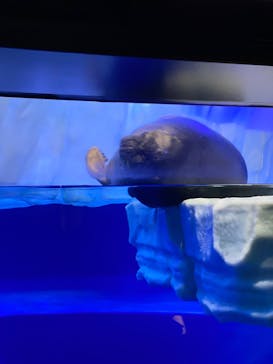 サンシャイン水族館に投稿された画像（2020/9/1）