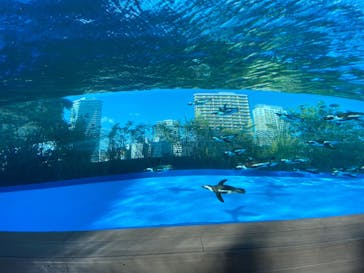 サンシャイン水族館に投稿された画像（2020/9/1）
