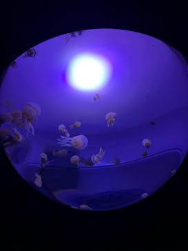 サンシャイン水族館に投稿された画像（2020/9/1）