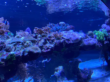 すみだ水族館に投稿された画像（2020/9/1）