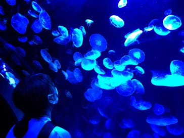 サンシャイン水族館に投稿された画像（2020/9/1）