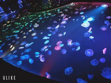 すみだ水族館に投稿された画像（2020/9/1）