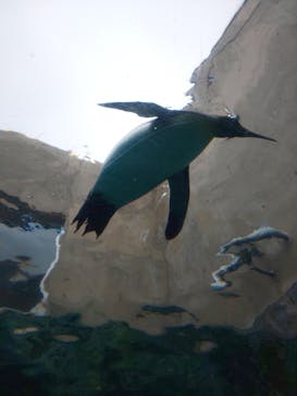 旭川市旭山動物園に投稿された画像（2020/9/1）