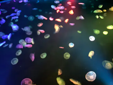 すみだ水族館に投稿された画像（2020/9/1）