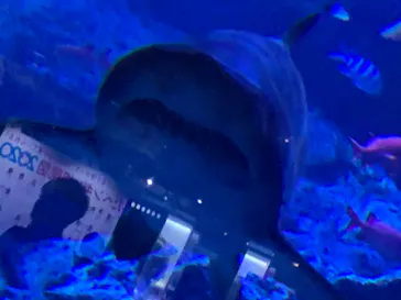 すみだ水族館に投稿された画像（2020/8/20）