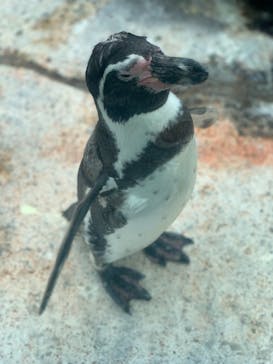 鳥羽水族館に投稿された画像（2020/9/2）