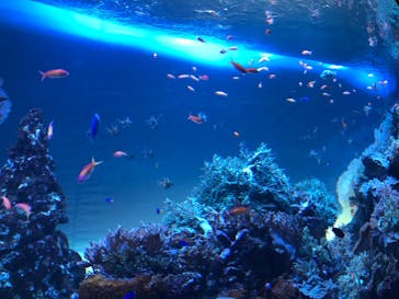 サンシャイン水族館に投稿された画像（2020/9/2）