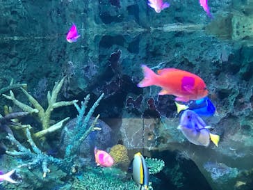 サンシャイン水族館に投稿された画像（2020/9/2）