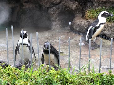 サンシャイン水族館に投稿された画像（2020/9/2）