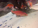 しながわ水族館に投稿された画像（2020/9/2）
