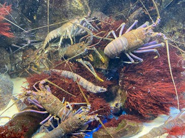 鳥羽水族館に投稿された画像（2020/9/2）