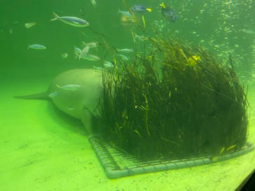 鳥羽水族館に投稿された画像（2020/9/2）