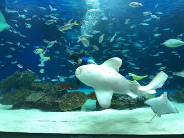 サンシャイン水族館に投稿された画像（2020/9/2）