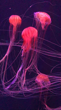 すみだ水族館に投稿された画像（2020/9/2）