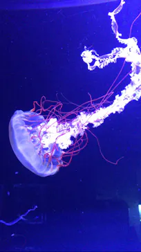 すみだ水族館に投稿された画像（2020/9/2）