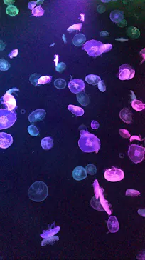 すみだ水族館に投稿された画像（2020/9/2）