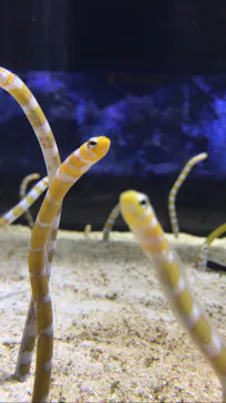 すみだ水族館に投稿された画像（2020/9/2）