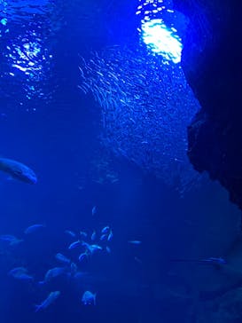 京都水族館に投稿された画像（2020/9/3）