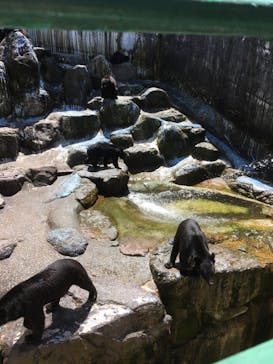 奥飛騨クマ牧場に投稿された画像（2020/9/3）